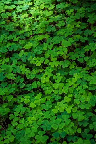 clover